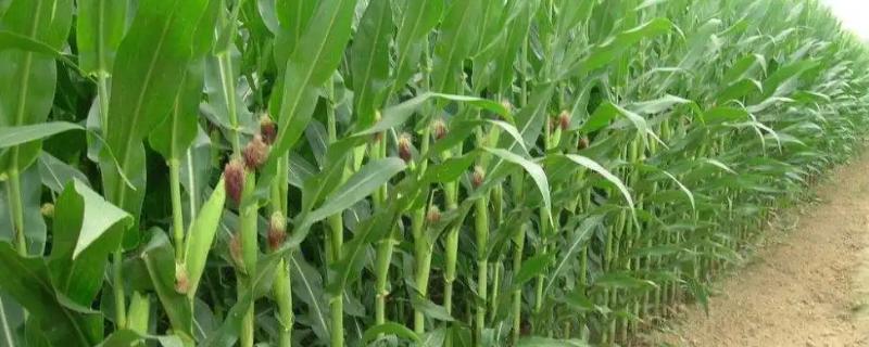 先达6518玉米种子简介，中抗茎腐病