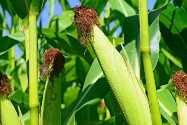 大唐176玉米种子特征特性，注意防治大斑病和穗腐病