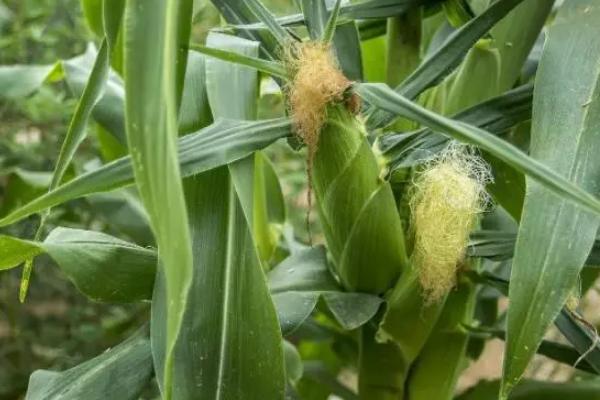 先达6518玉米种子简介,中抗茎腐病