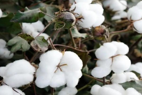 邯2069棉花种子特点，草害防治根据田间草害程度
