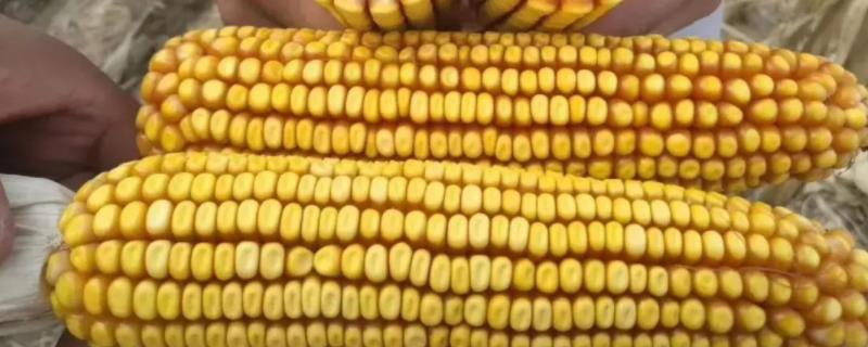 金象8912玉米种子介绍，中抗茎腐病