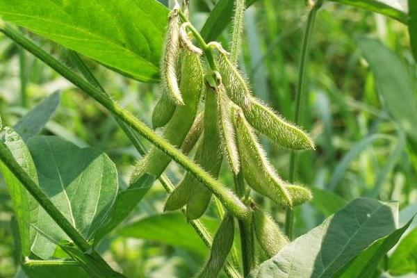 沃豆46大豆种子特征特性，普通大豆品种