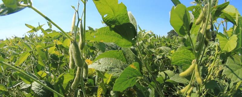 鑫地11号大豆种子简介，该品种为无限结荚习性