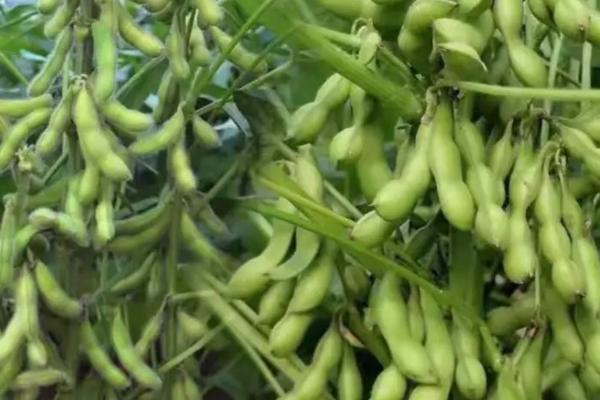 沃豆46大豆种子特征特性，普通大豆品种