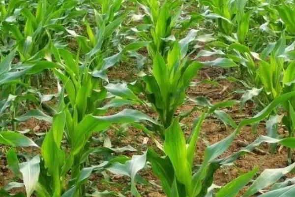 中农科育3157玉米种子特征特性,中抗茎腐病(≤14.3%)