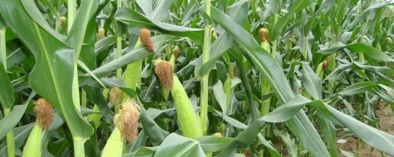 中农科育3157玉米种子特征特性，中抗茎腐病（≤14.3%）