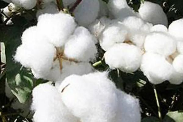 慈杂16号棉花种子简介,为高抗和抗