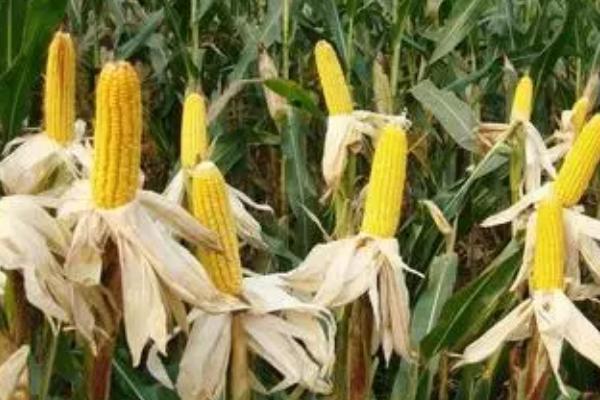 浙凤甜6号玉米种子特征特性