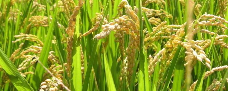 陵康两优604水稻种子特征特性，全生育期109.8天