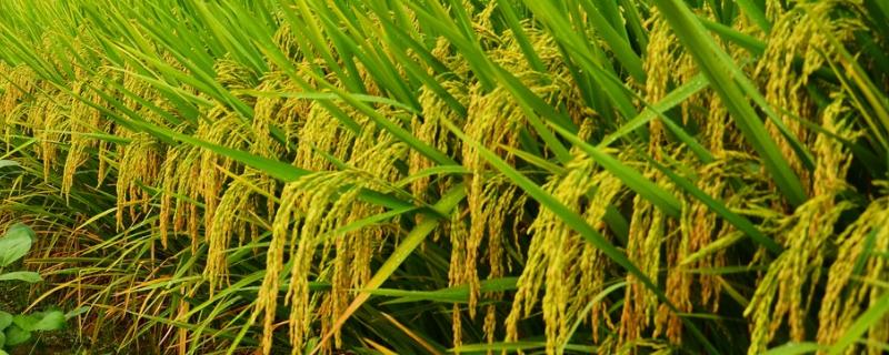 朝优333水稻品种简介，5月中下旬播种