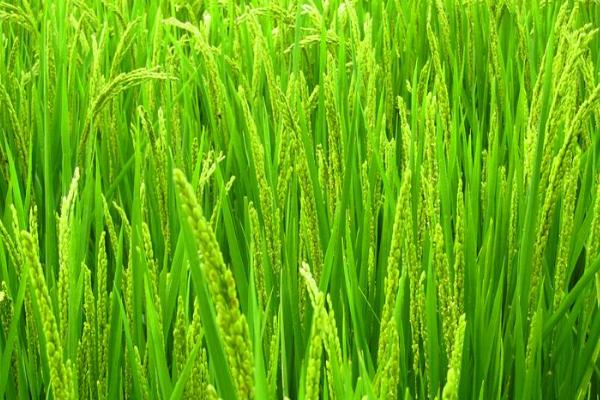 得丰优6号水稻种子特征特性,该品种植株较高