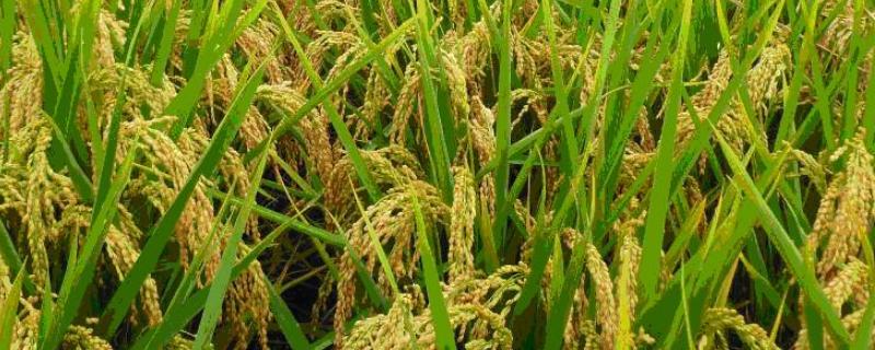 得丰优6号水稻种子特征特性，该品种植株较高