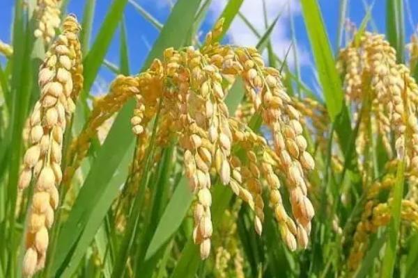山禾优新钰水稻种子介绍,全生育期平均128.6天