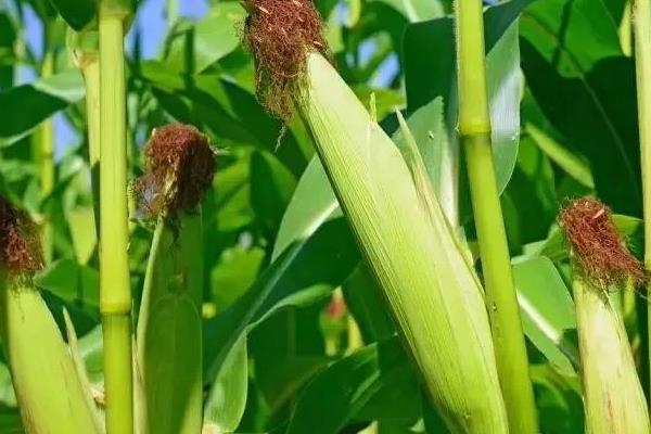 金谷2261玉米品种的特性，注意防治大斑病和穗腐病