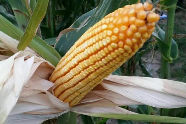 迪卡2135玉米种子特点,中抗茎腐病
