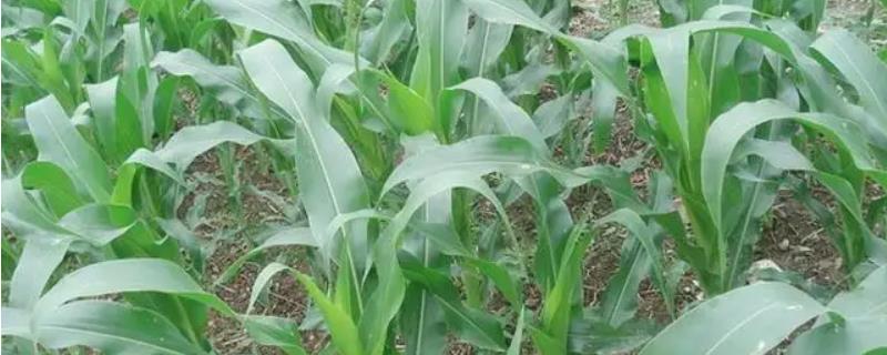 庆农玉5919玉米品种简介，生育期春季平均120天