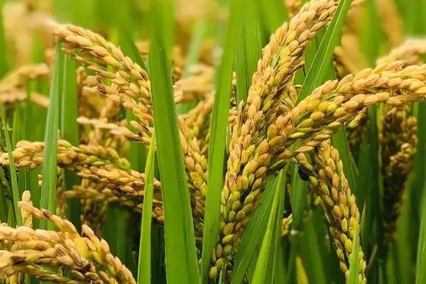 甬优126水稻品种的特性,秧田播种量每亩15.0千克
