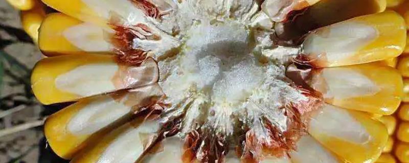 迪卡2135玉米种子特点，中抗茎腐病