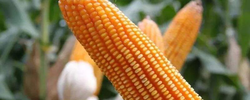 万鲜甜6188玉米种子介绍，密度3000株/亩左右