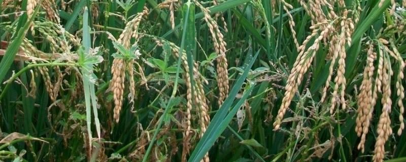 华盛优661水稻种子简介，一般6月中旬至6月下旬播种