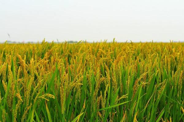 新稻108水稻种子特点,粳型常规水稻品种