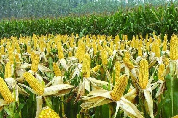 富甜301玉米品种的特性，适宜播种期3月中旬到4月中旬