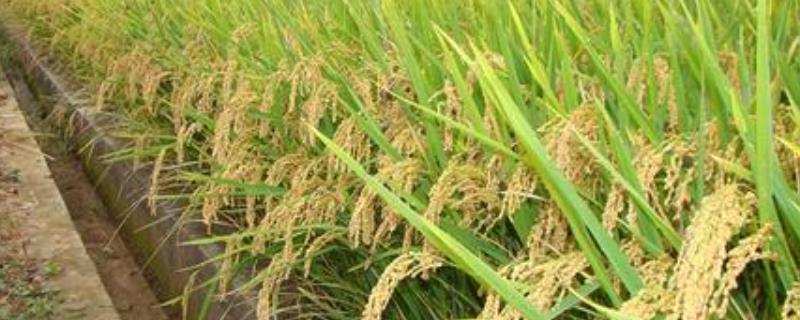 荃优857水稻品种的特性，全生育期132.5天