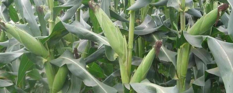 富甜301玉米品种的特性，适宜播种期3月中旬到4月中旬