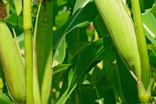 XT968玉米品种的特性,适宜播种期6月上中旬