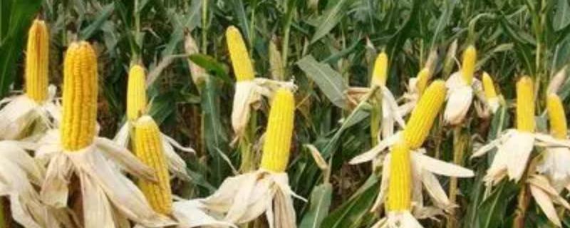良玉969玉米种子简介，适宜播种期4月下旬至5月上旬