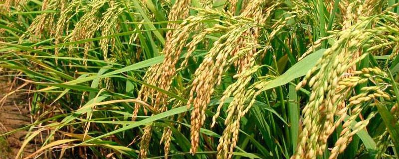 徽两优9382水稻种子简介，一般5月上旬至5月中旬播种