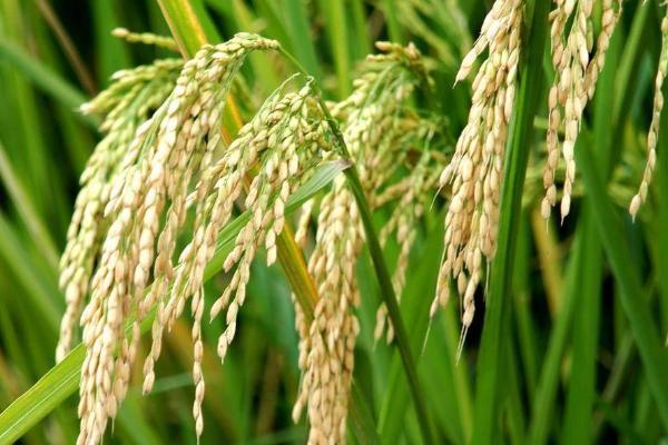 徽两优9382水稻种子简介,一般5月上旬至5月中旬播种