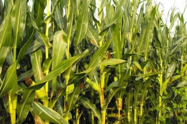 航研8369玉米品种的特性,适宜播种期4月下旬至5月中旬