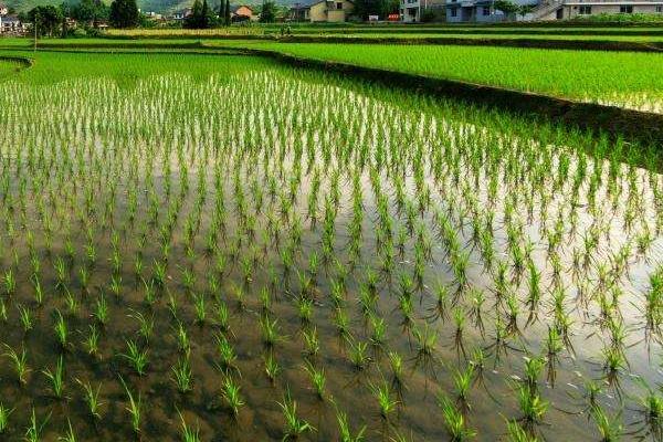 金元优996水稻种子特点,每亩插足基本苗2万以上
