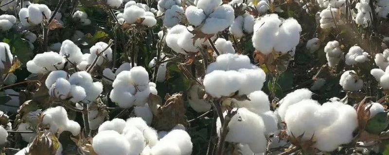 湘K645棉花品种的特性，夏播生育期97天