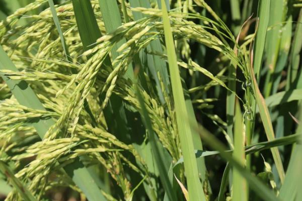 陵锋优5194水稻种子特点,每亩插足基本苗6万以上