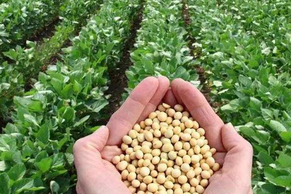 铁豆144大豆品种的特性,辽宁省春播生育期129天