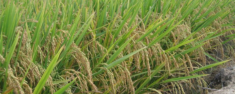 君优912水稻品种的特性，平均全生育期130.5天