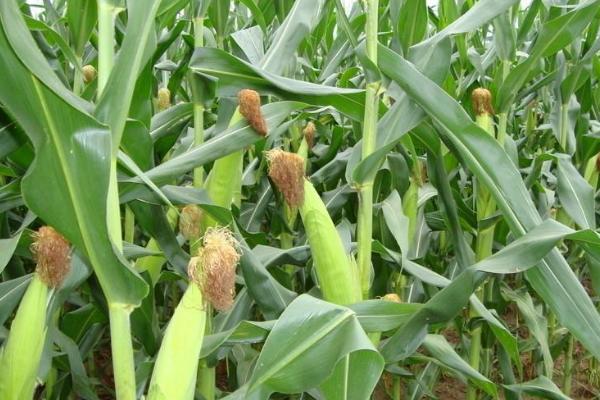 葫新2155玉米种子特征特性,适宜播种期4月下旬至5月上旬