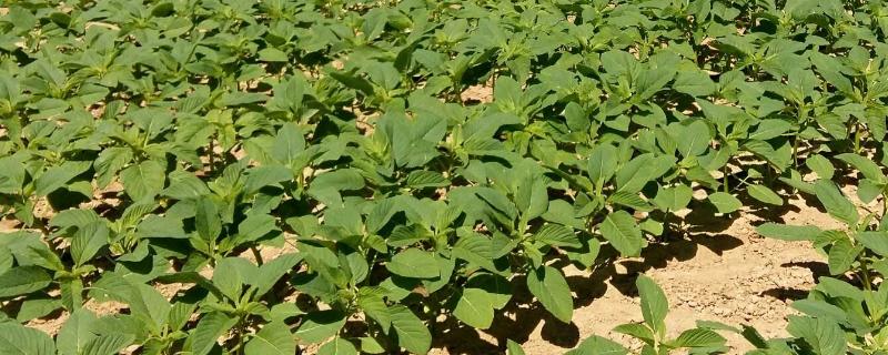 中豆76大豆种子简介，根据肥力一般亩保苗9-4万株