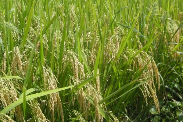 竹两优991水稻品种简介,一般6月中旬至6月下旬播种