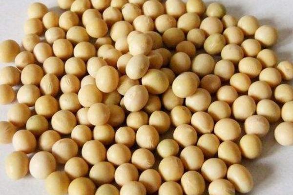 福夏豆9号大豆品种简介,低肥力地块适当增加密度