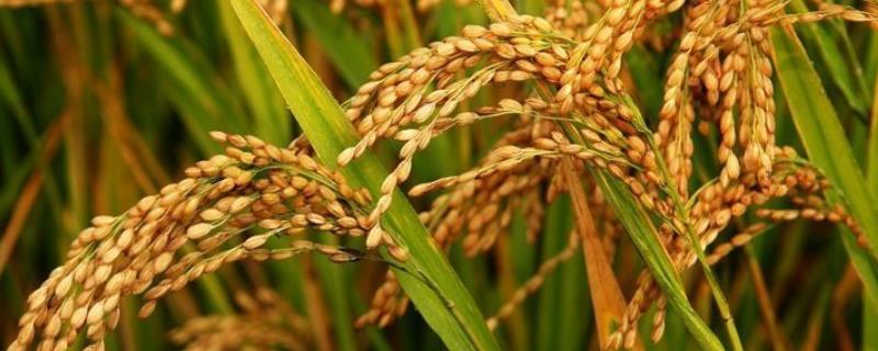榕夏两优039水稻种子简介，每亩有效穗数17.7万穗