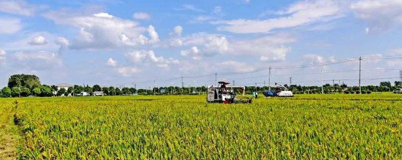 榕夏两优519水稻品种的特性，秧田播种量每亩10千克