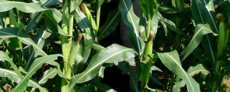 现代64玉米种子特点，注意防治穗腐病和瘤黑粉病