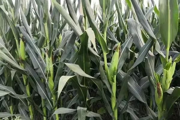 鑫玉农819玉米品种简介,密度5000株/亩左右
