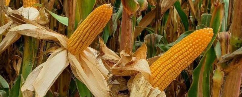 现代553玉米种子特征特性，中抗茎腐病