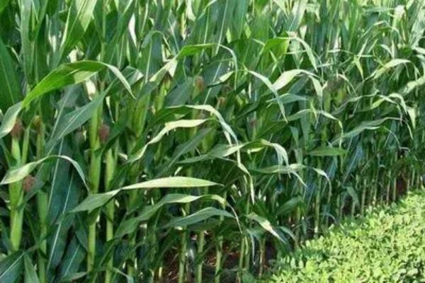 欧米加S玉米种子特征特性,适宜播种期4月下旬至5月上旬