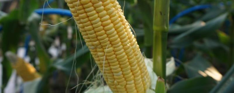 天育617玉米品种简介，密度4500株/亩左右
