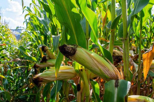 垦沃905玉米种子特征特性，适宜播种期4月下旬至5月中旬